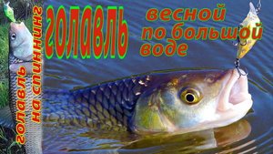 Ловля голавля весной на спиннинг. Удачная рыбалка на малой реке.