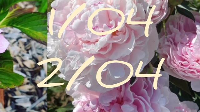 Лунный календарь с 1/04-3/04 .22г для цветоводов смотреть онлайн