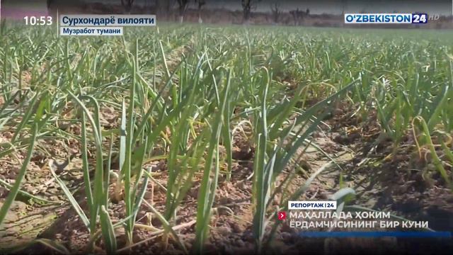 Маҳаллада ҳоким ёрдамчисининг бир куни
