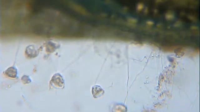 Жизнь водоросли смотреть онлайн