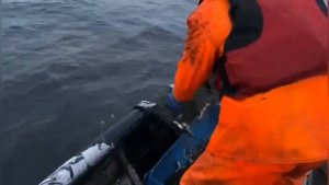 Промысел РЯПУШКИ на Онежском озере. В Карелии. Очень много ряпушки.