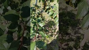 Уральское наливное. Не нужная летняя обрезка.