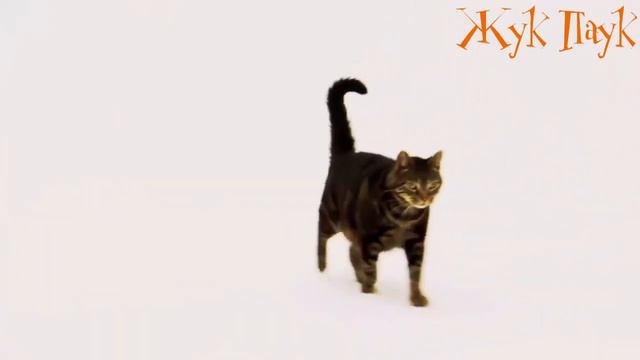 УНИКАЛЬНЫЕ ПОРОДЫ КОШЕК