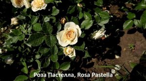 Необычные розы флорибунда, которые притягивают мах восторженных взглядов.