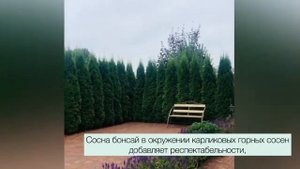 САД «ПЛАКУЧАЯ ИВА» от студии ландшафтного дизайна Gardens Disign