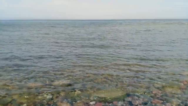 Сарган. Отчёты. смотреть онлайн