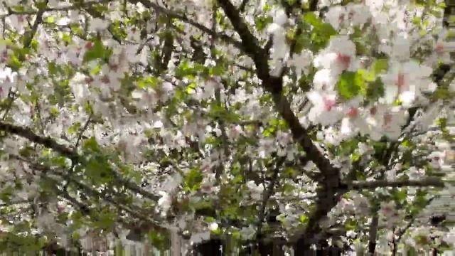 Майское цветение в Ботаническом Саду. смотреть онлайн