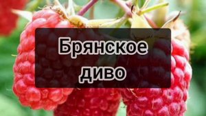 6 сортов малины, идеально подходящих для средней полосы России