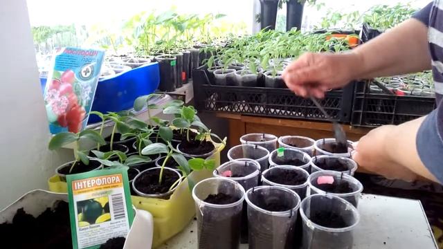 Висіваємо кавуни на розсаду. ВИРОЩУВАННЯ КАБАЧКІВ І КАВУНІВ. смотреть онлайн