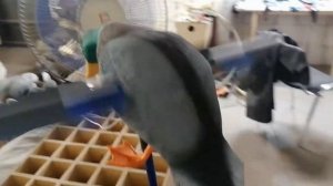 Ветровой махокрыл кряквы.