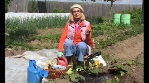 УХАЖИВАЕМ ЗА КАБАЧКАМИ с Октябриной Ганичкиной