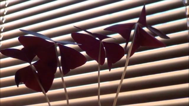 Домашние бабочки смотреть онлайн