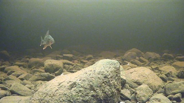 Подвоная камера Focus Fish. Онежское озеро. смотреть онлайн