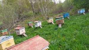 Наконец пришло к нам настоящее тепло. Ставлю магазины. Зацвела акация.