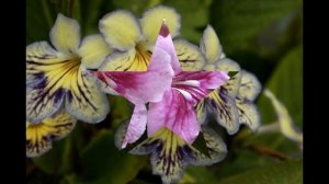 Красивые стрептокарпусы