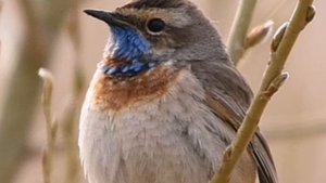 Варакушка. Birds of eden.