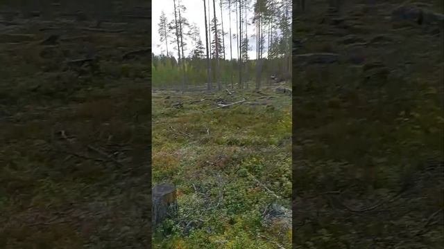 сбор брусники 2023