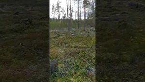 сбор брусники 2023