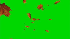 Кленовые листья на зеленом фоне