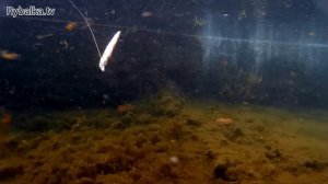 Воблер Kosadaka Mystic XS. Подводная съемка. Underwater