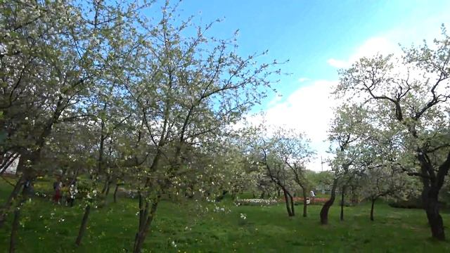 ЦВЕТЕНИЕ ВИШНИ. ВИШНЕВЫЙ САД В ЦВЕТУ! смотреть онлайн