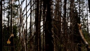 Видеоэкскурсия на Таловские чаши , одно из 7 чудес природы Томской области