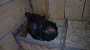 Курочка породы доминант села на яйца