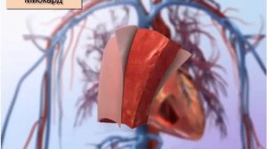 Сердечная мышца