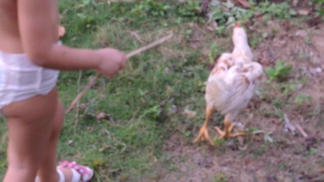 iman & ayam full HD video by coolpix P310 16.1 Megapixels смотреть онлайн