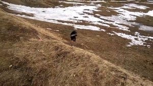 Спаниель Самодельная поноска для собаки с песком