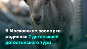 В Московском зоопарке родилось 7 детенышей дагестанского тура