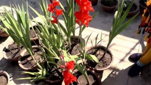 Gladiolus Flower Plant Care and Tips