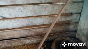 У свинок новое место жительства, как они себя ведут на новом месте!