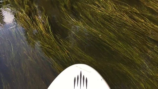 SUP сплав по реке Оредеж в Ленинградской области смотреть онлайн