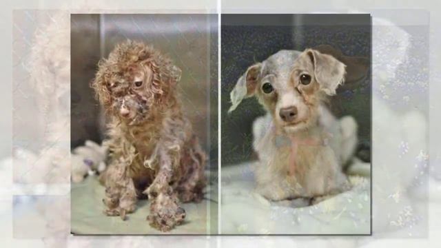 Люди, помогающие бездомным животным, заслуживают бесконечного уважения! смотреть онлайн