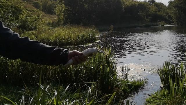 Рыбалка на кастинговую сеть в Липецкой области. смотреть онлайн