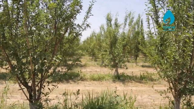 Олхўри етиштирш, суғориш ва ўғитлаш / Olxoʼri yetishtirsh, sugʼorish va oʼgʼitlash смотреть онлайн