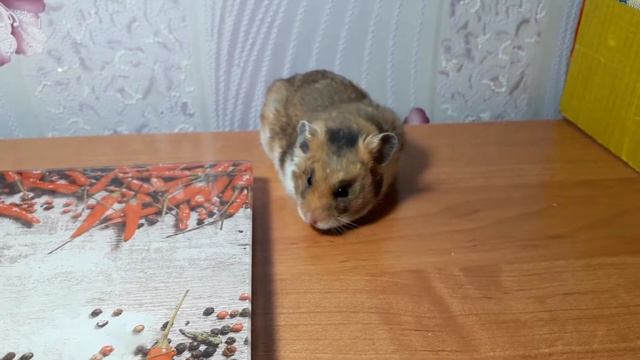 Знакомьтесь, хомячок из Московского питомника
