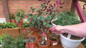 Мой сад - фуксии (трифиллы)