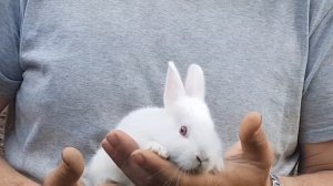 НЕ Я ЭТО НАЧАЛ. КРОЛИКИ НА ВОЛЕ.