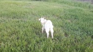 Приучение козленка к привязи. Неудачная контрацепция