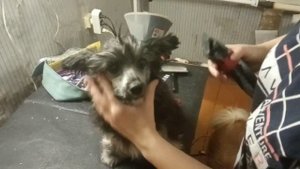 Бреем Мордочку Китайской Хохлатой Собаке. Груминг Морды