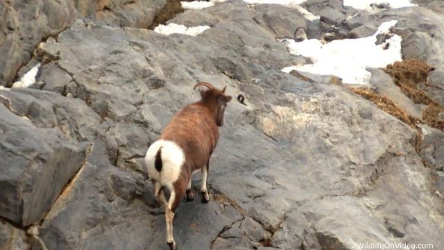 Bighorn Sheep Quickly Calculate Mountain Climbing Routes смотреть онлайн