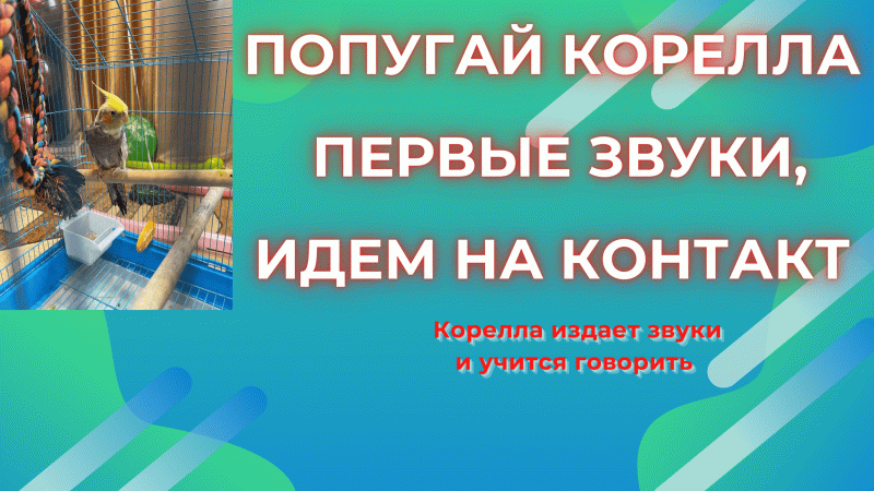 Попугай Кеша хочет поговорить