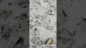 А может просто снегом стать?️?️❄️