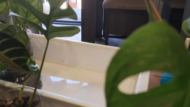 Полив растений на полугидропонике + болталка смотреть онлайн