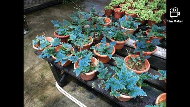 Ukrasna tropska sobna biljka seleginela