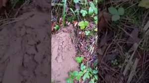 Как копает крот