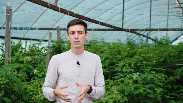 Выкопать!!! Почему я отказываюсь от тепличной малины