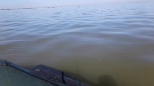 Ловля тарани в Ейском лимане